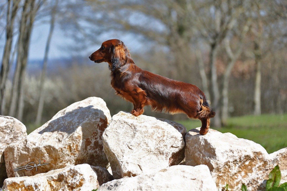 CH. Rusty jim D'harcourt