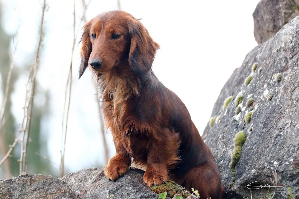 Vogue du Chemin de L'Espoir