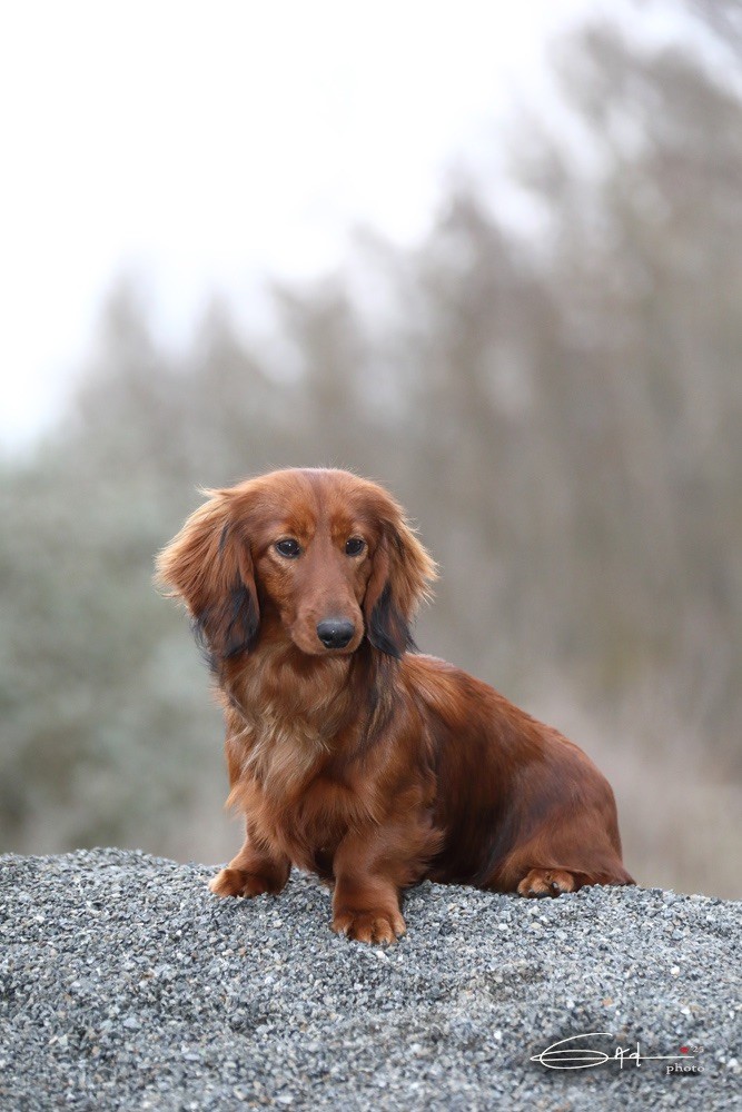 Vlinder du Chemin de L'Espoir