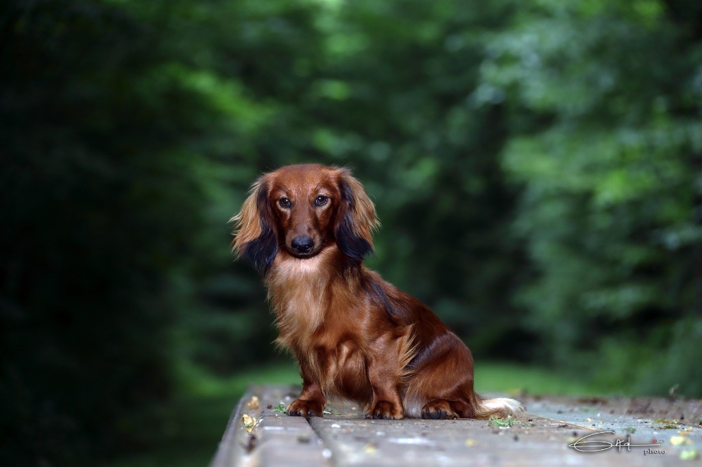 CH. V i p the star du Chemin de L'Espoir