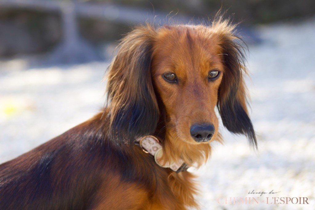 Vermicelle du Chemin de L'Espoir