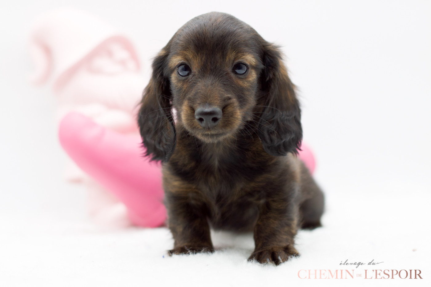 du Chemin de L'Espoir - Chiots disponibles - Teckel poil long