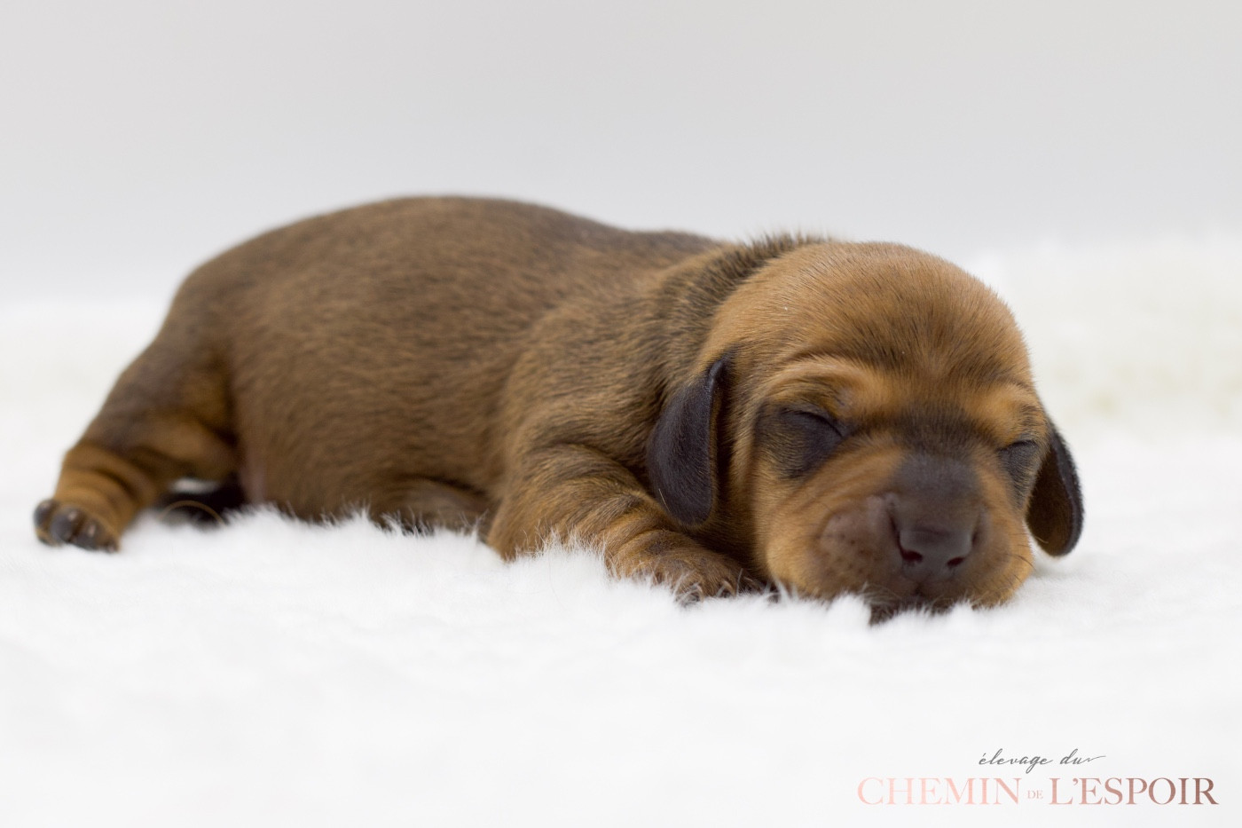 du Chemin de L'Espoir - Chiots disponibles - Teckel poil ras