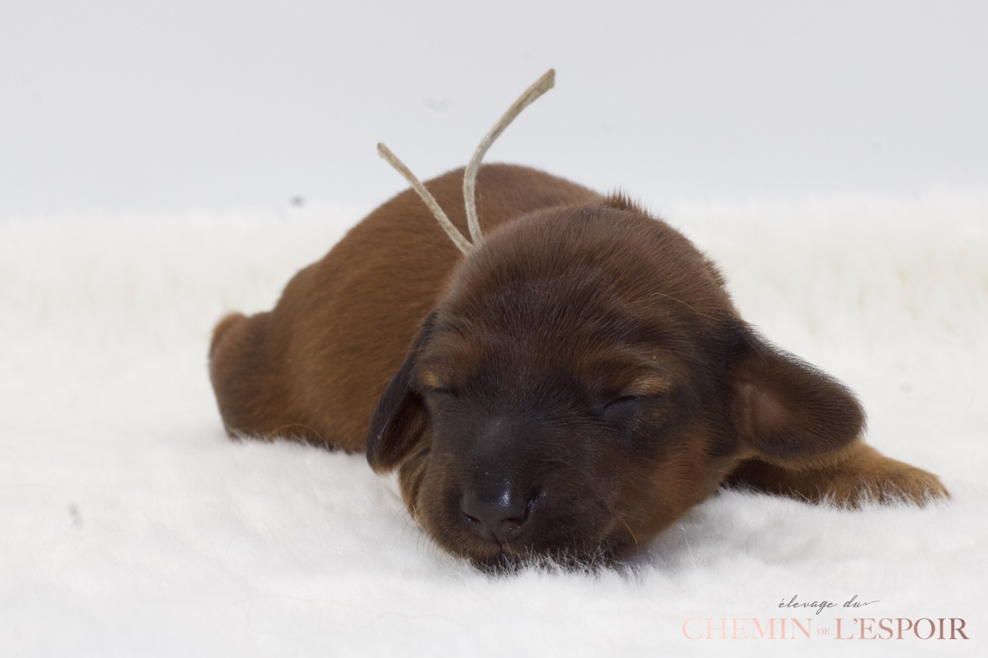 du Chemin de L'Espoir - Chiots disponibles - Teckel poil long