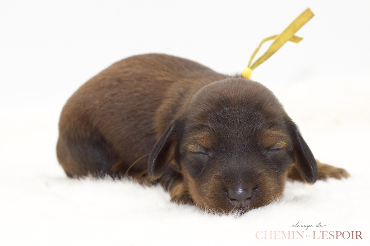 du Chemin de L'Espoir - Chiots disponibles - Teckel poil long