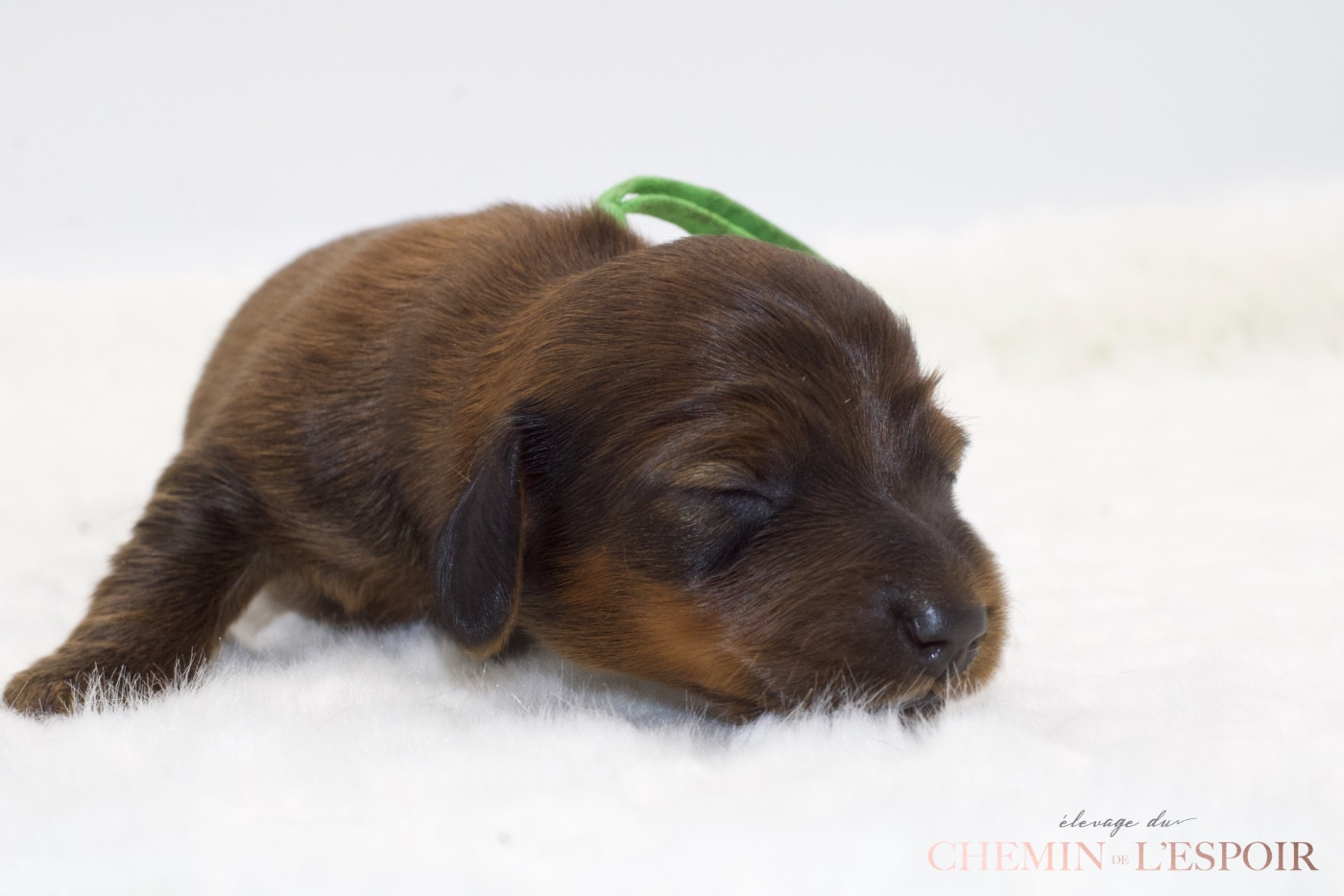 du Chemin de L'Espoir - Chiots disponibles - Teckel poil long