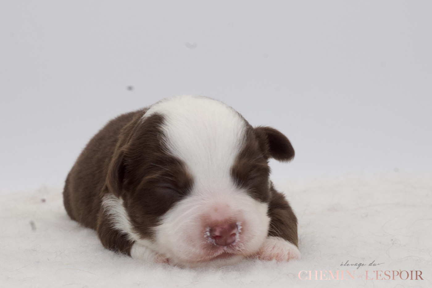 du Chemin de L'Espoir - Chiots disponibles - Berger Américain Miniature 