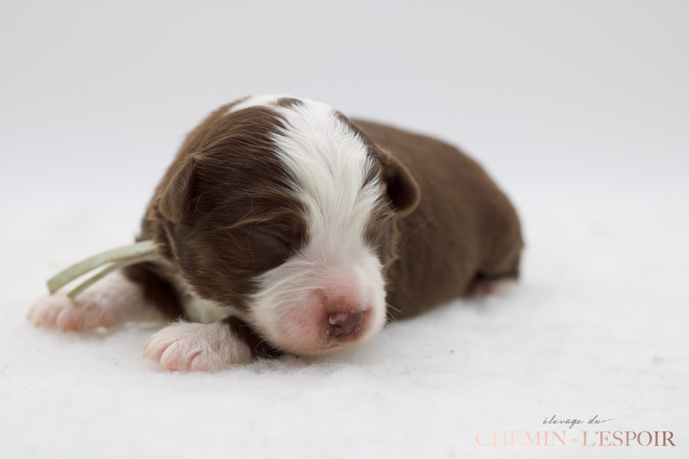 du Chemin de L'Espoir - Chiots disponibles - Berger Américain Miniature 