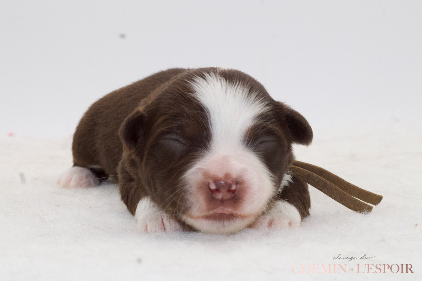 du Chemin de L'Espoir - Chiots disponibles - Berger Américain Miniature 