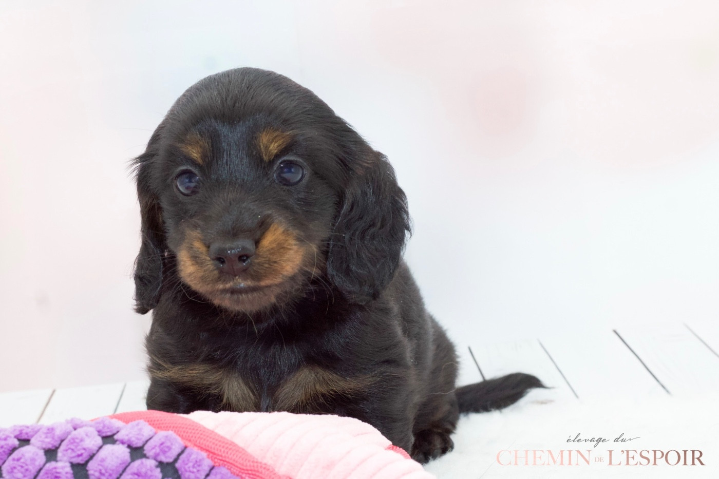du Chemin de L'Espoir - Chiots disponibles - Teckel poil long