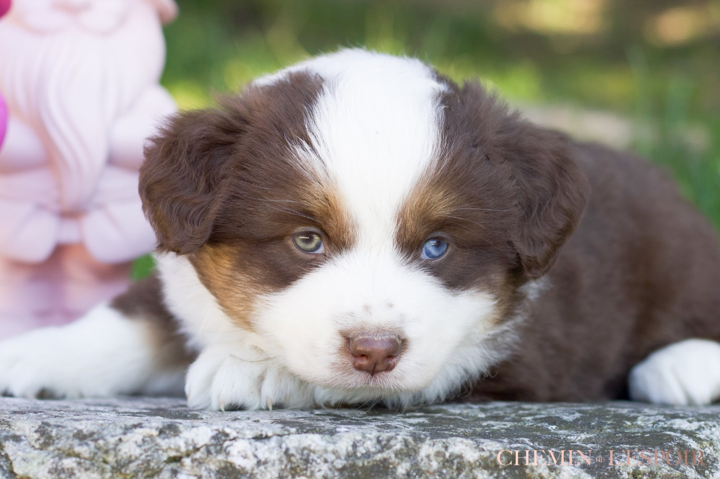 du Chemin de L'Espoir - Chiots disponibles - Berger Américain Miniature 