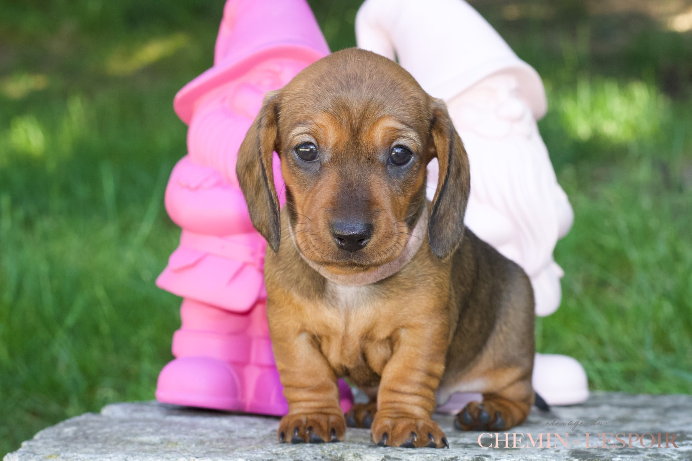 du Chemin de L'Espoir - Chiots disponibles - Teckel poil ras