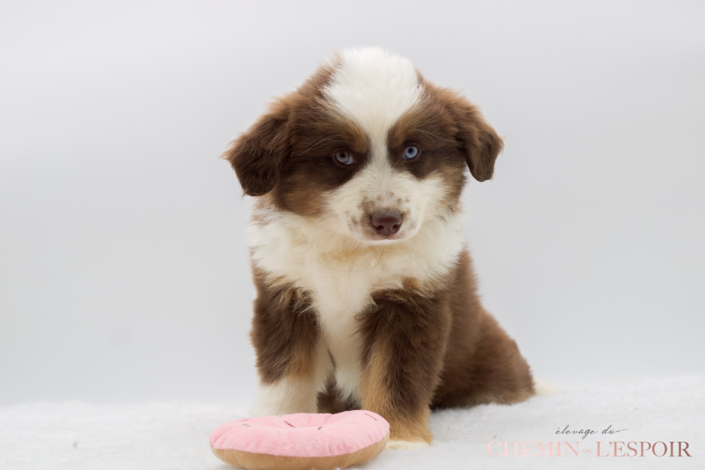 du Chemin de L'Espoir - Chiots disponibles - Berger Américain Miniature 