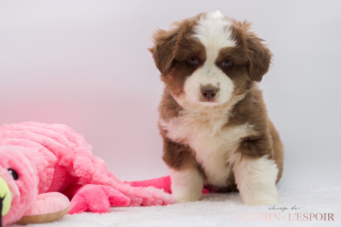 du Chemin de L'Espoir - Chiots disponibles - Berger Américain Miniature 