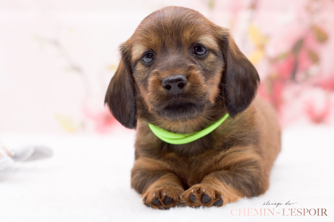 du Chemin de L'Espoir - Chiots disponibles - Teckel poil long