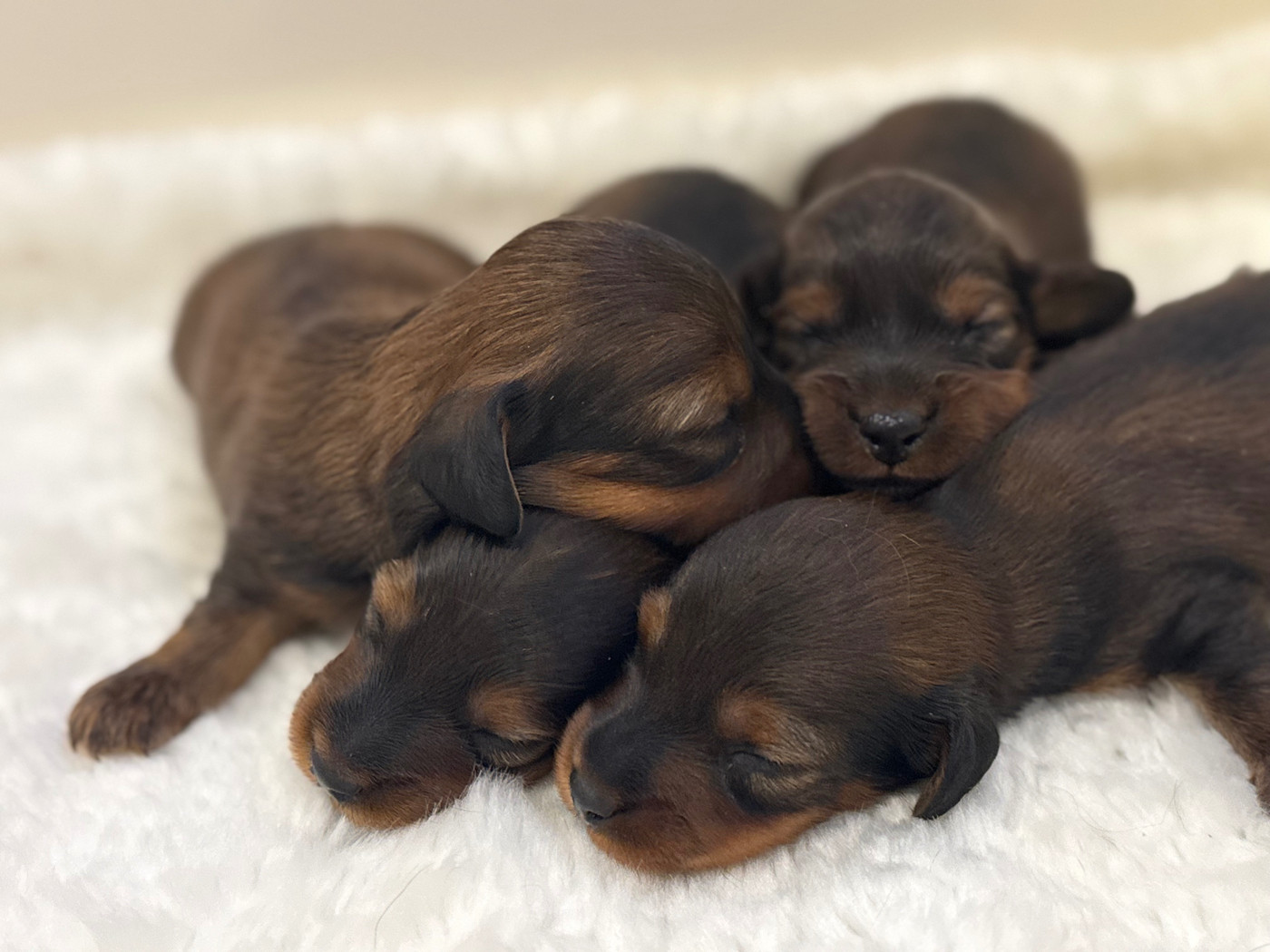 Chiot Teckel poil long du Chemin de L'Espoir
