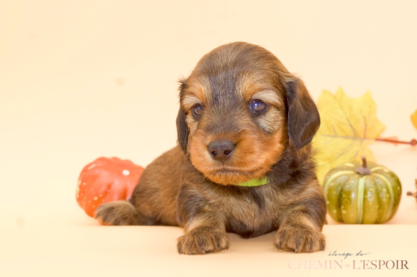 du Chemin de L'Espoir - Chiots disponibles - Teckel poil long