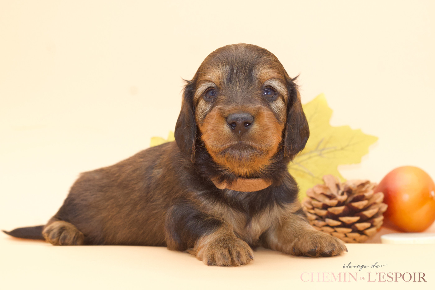 du Chemin de L'Espoir - Chiots disponibles - Teckel poil long