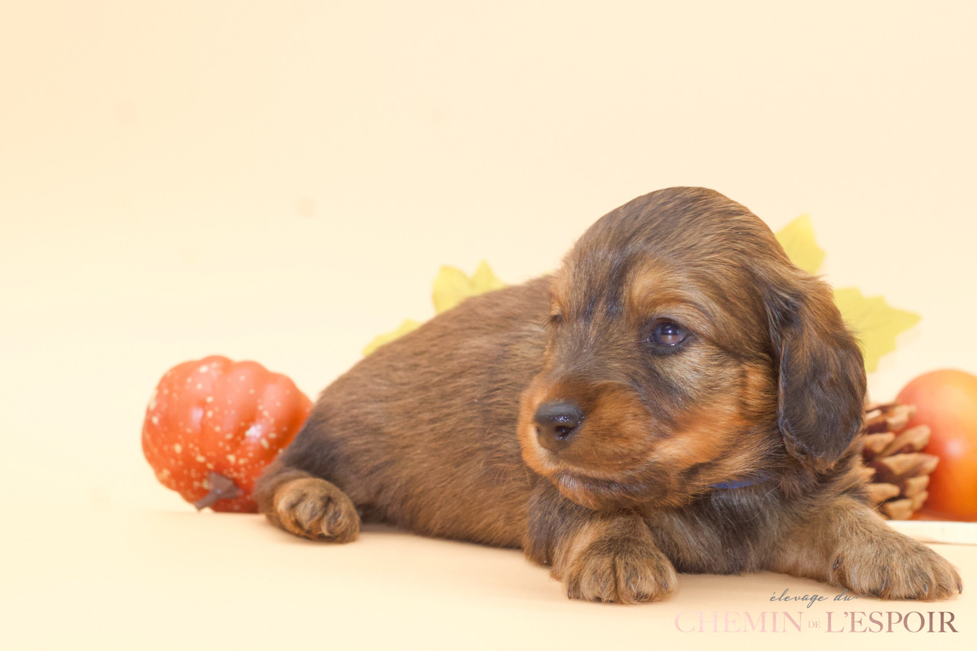 du Chemin de L'Espoir - Chiots disponibles - Teckel poil long
