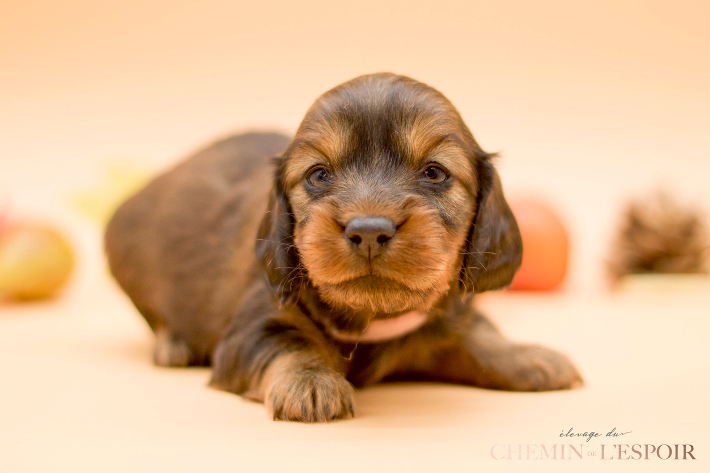 du Chemin de L'Espoir - Chiots disponibles - Teckel poil long