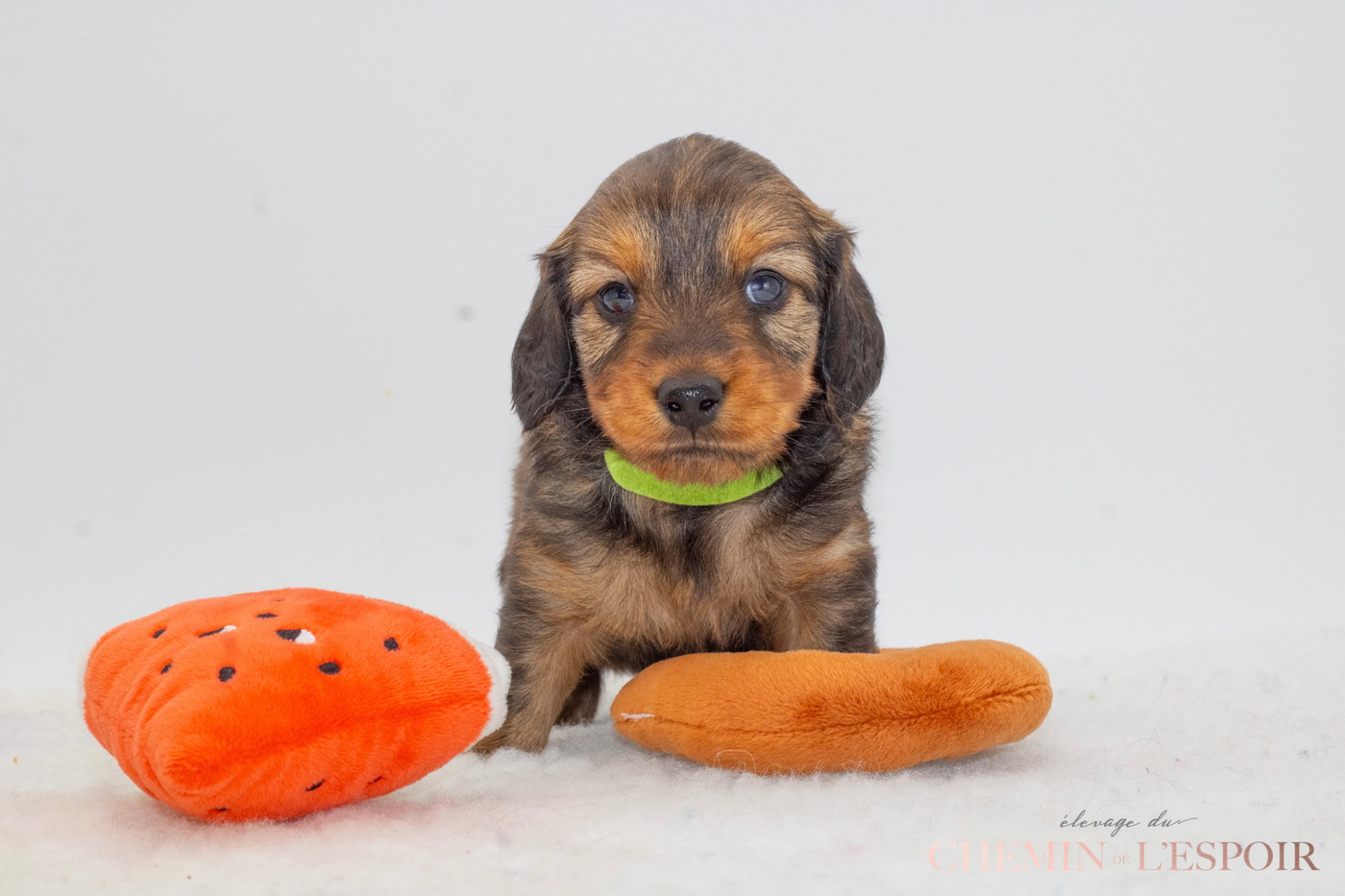 du Chemin de L'Espoir - Chiots disponibles - Teckel poil long