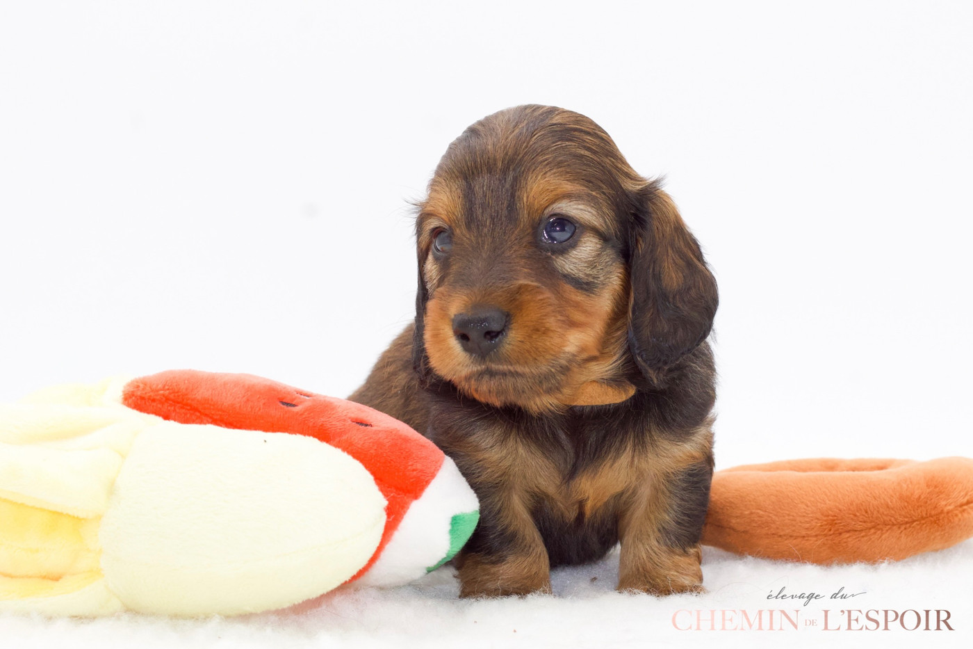 du Chemin de L'Espoir - Chiots disponibles - Teckel poil long