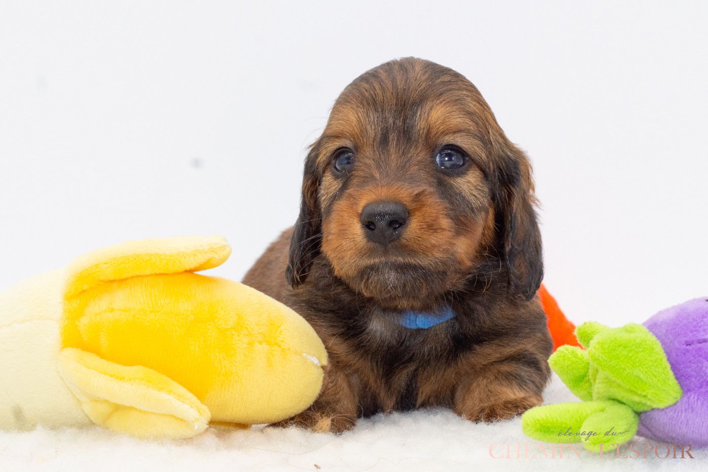du Chemin de L'Espoir - Chiots disponibles - Teckel poil long