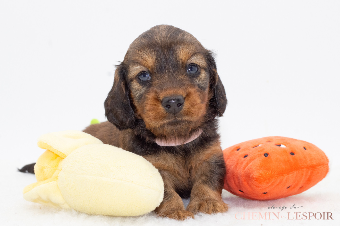 du Chemin de L'Espoir - Chiots disponibles - Teckel poil long