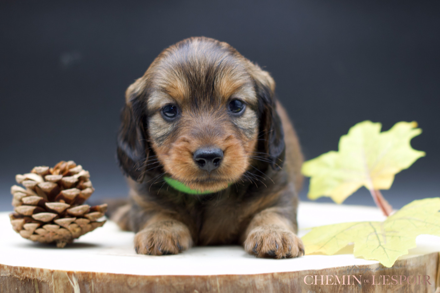 du Chemin de L'Espoir - Chiots disponibles - Teckel poil long