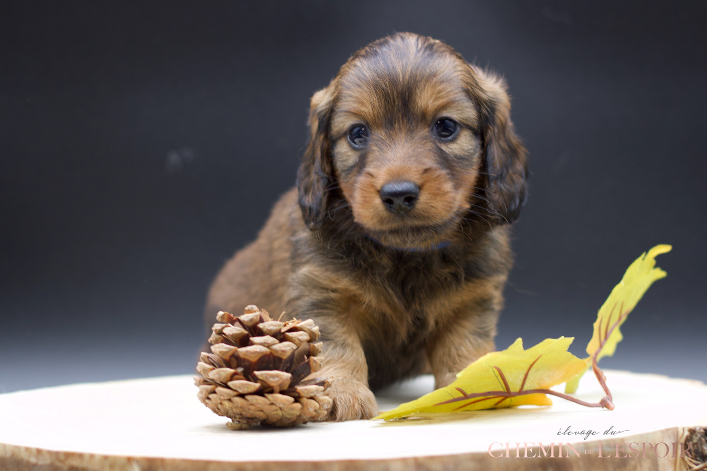 du Chemin de L'Espoir - Chiots disponibles - Teckel poil long