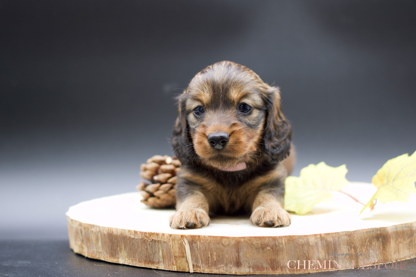 du Chemin de L'Espoir - Chiots disponibles - Teckel poil long