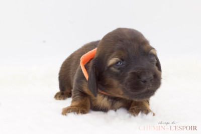 CHIOT 1