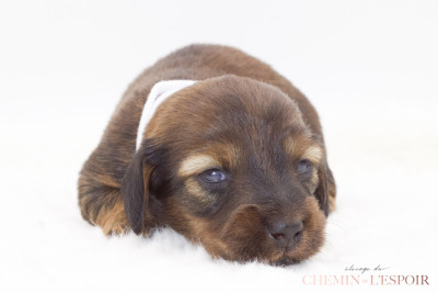 CHIOT 3