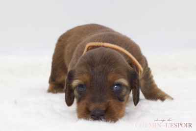 CHIOT 4