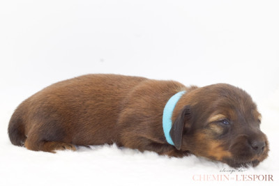 CHIOT 5