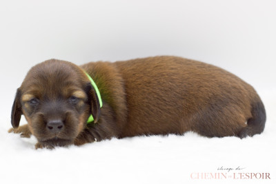 CHIOT 6